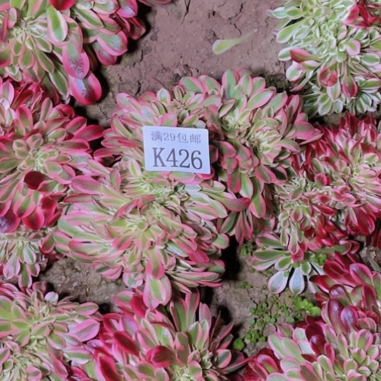 426粉女巫坠多肉植物