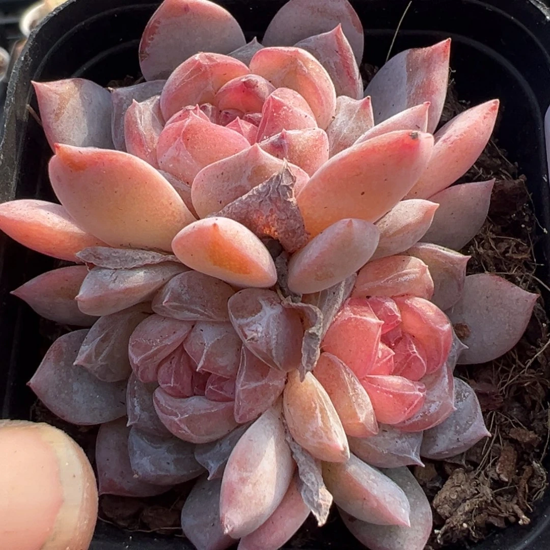 小卡拉米糖心一物一拍5-20