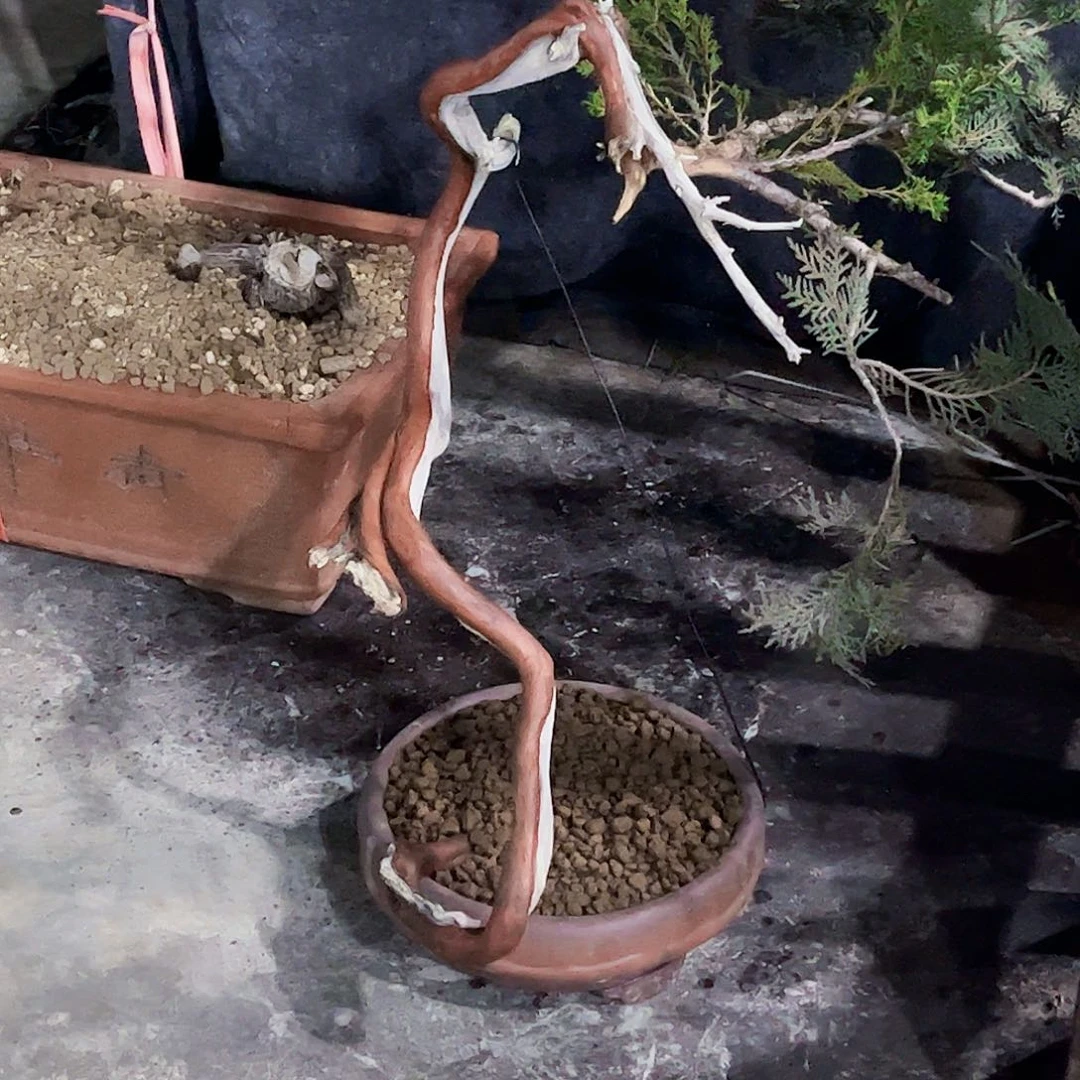 盆景柏树造型独特