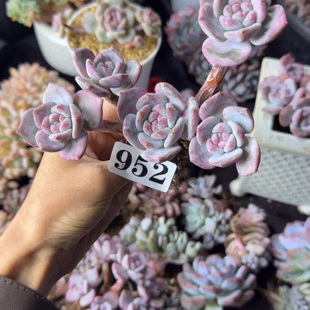 星影5头一物一拍952