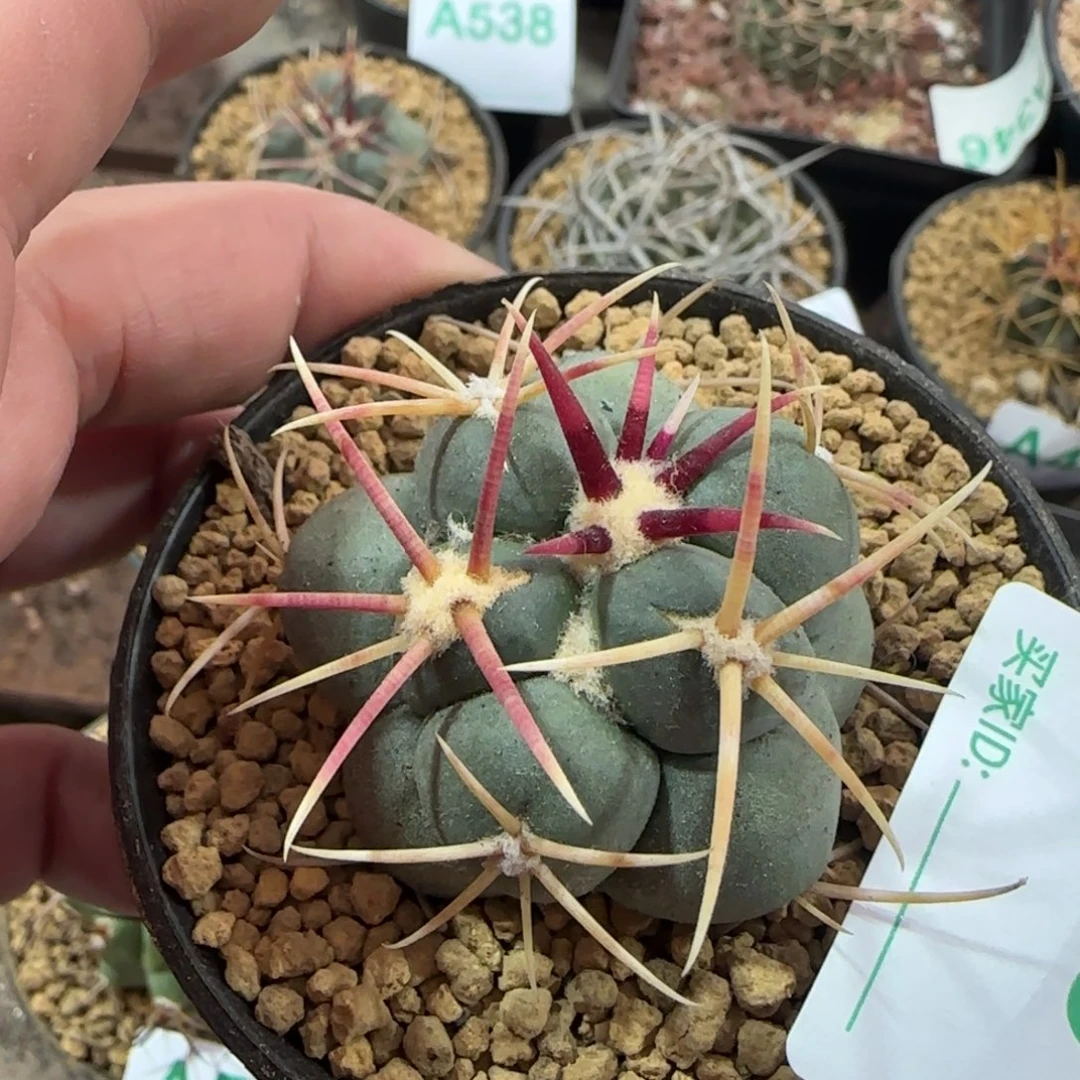 菲冠龙 实生仙人球501