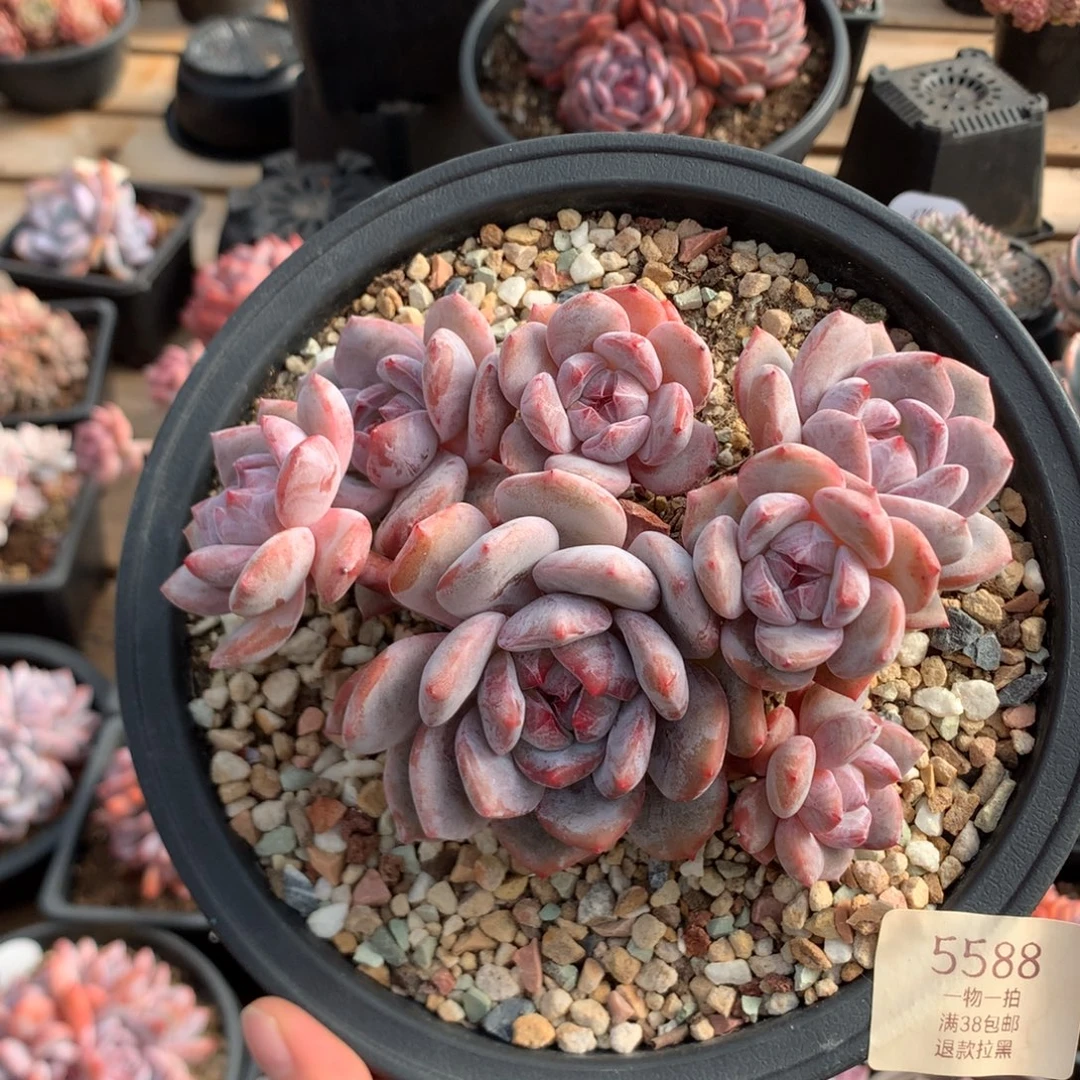 15厘米七头溏心石榴籽 老桩 无砍 5588