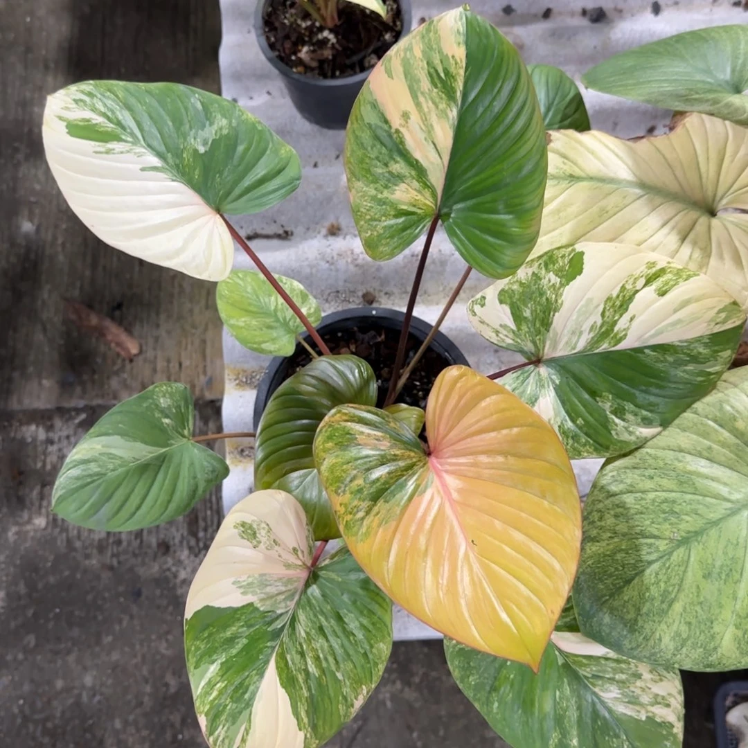 9-1217泰国发货千年健黄锦