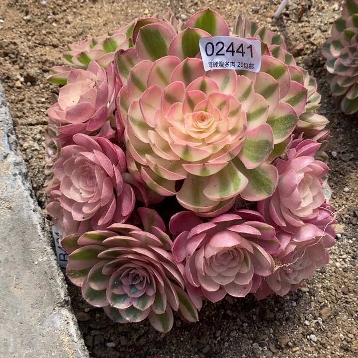 02441荔枝多肉植物