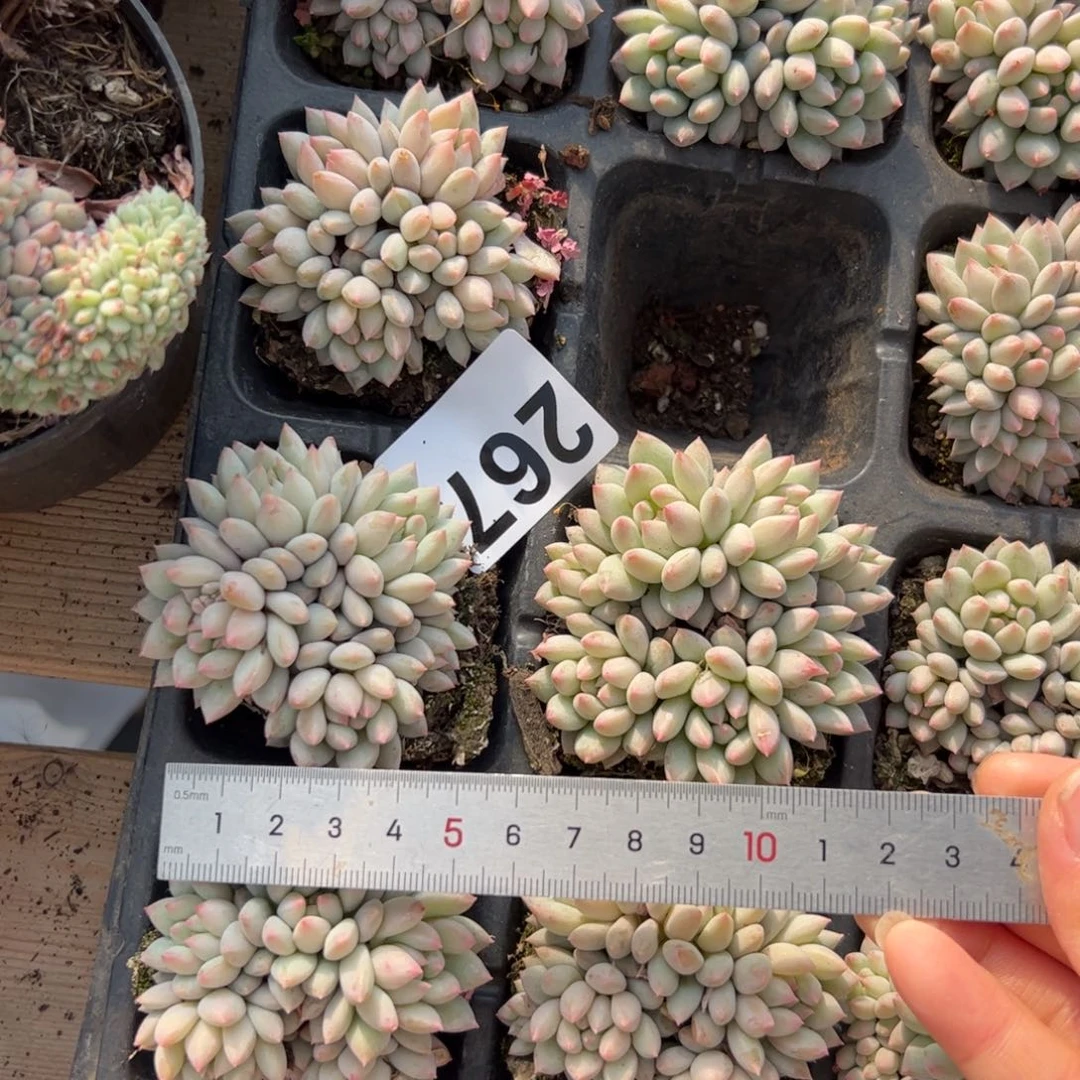 小*267 多肉植物组合盆栽