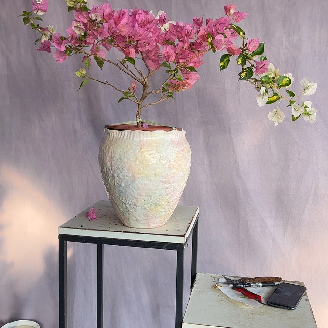 大量花朵（建议范围：8朵-15朵 或40%以上）金星橙白