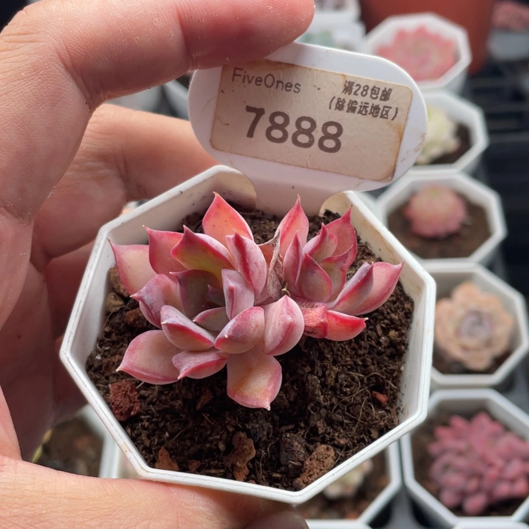 暗冰7888-5.0厘米