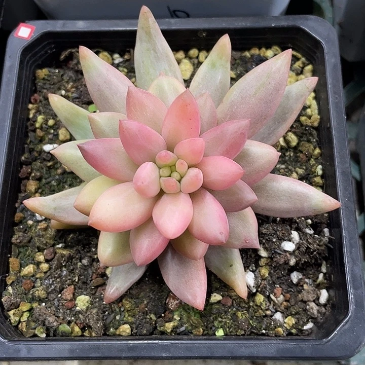 红蜻蜓锦一物一拍