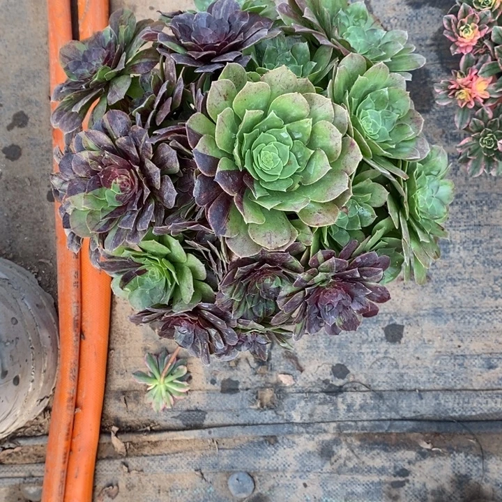 花月夜阴阳53多肉植物法师法师
