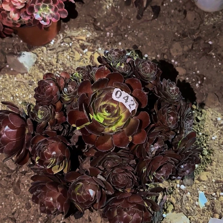 042花花公子多肉植物不售后