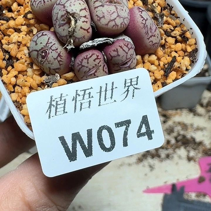 074号多肉植物哇c c