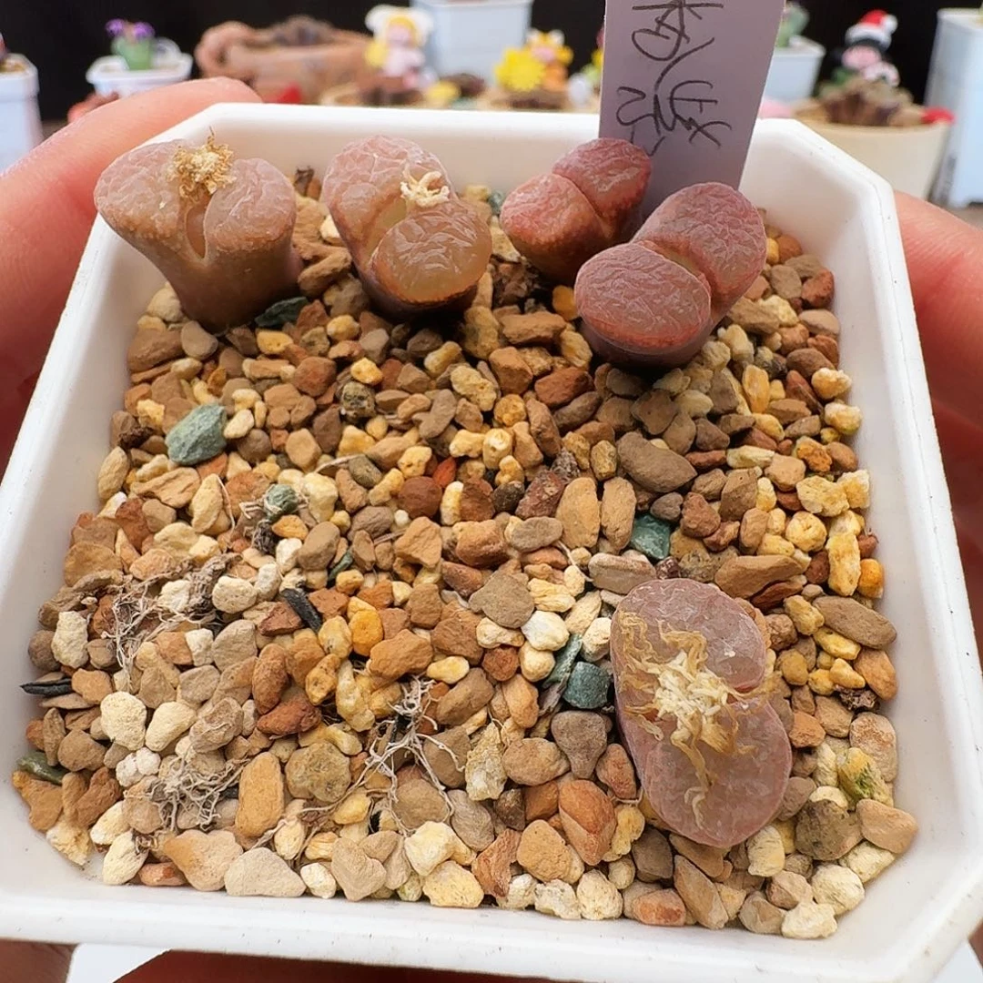 多肉植物福利风铃298