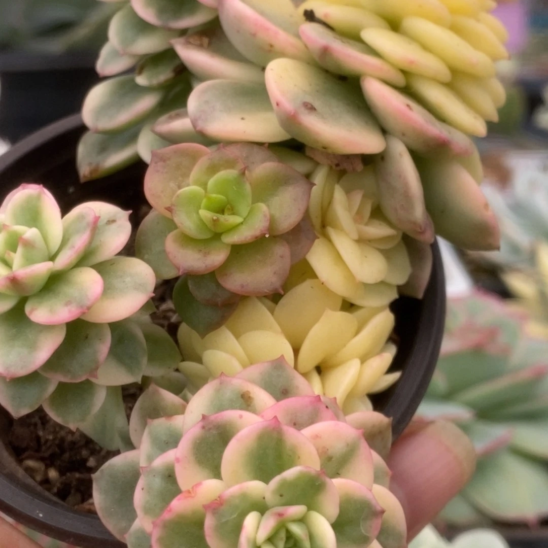 225蜡牡丹锦锦锦锦锦锦锦