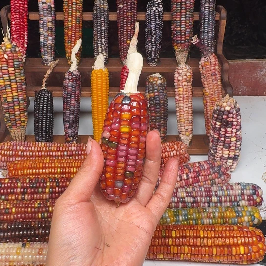 南***意柏香籽/百香籽吊坠