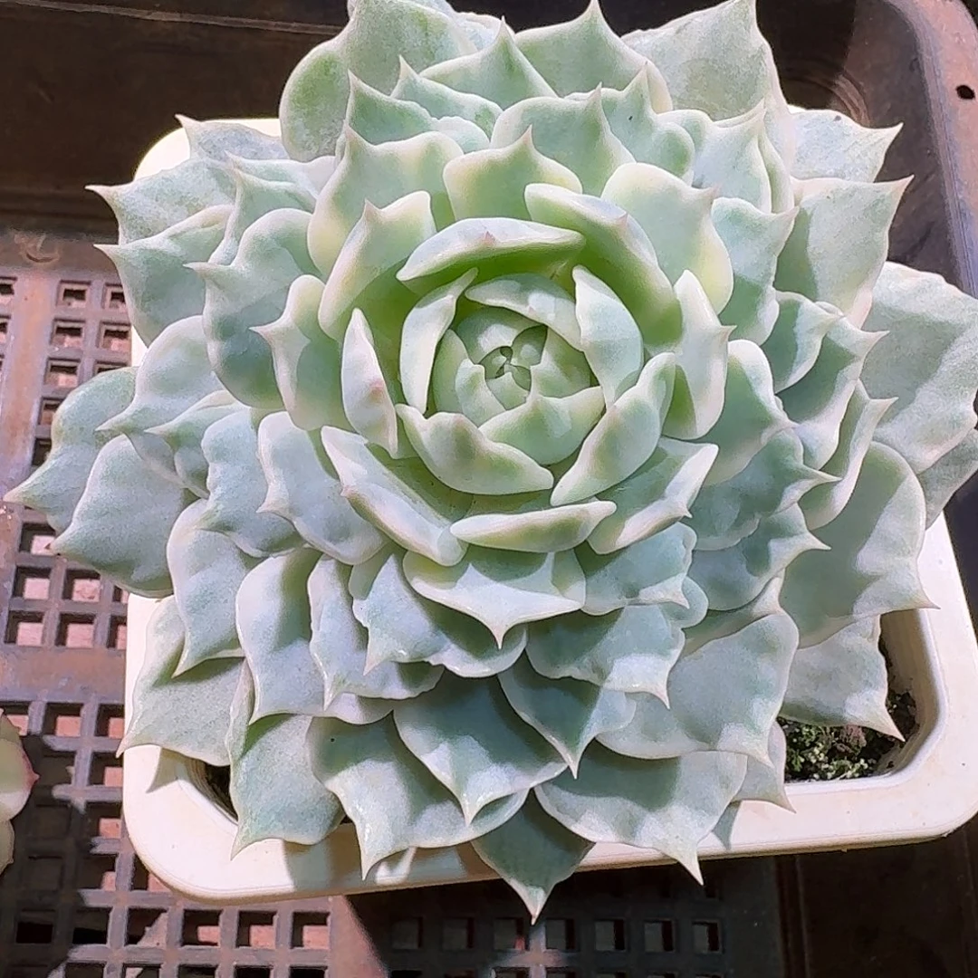 露娜莲锦多肉带侧芽