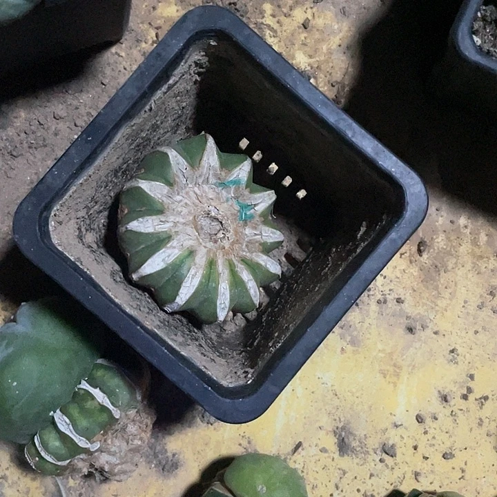 8*仙人球花友专拍两颗