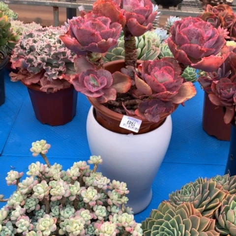 ?1949初吻多肉多肉