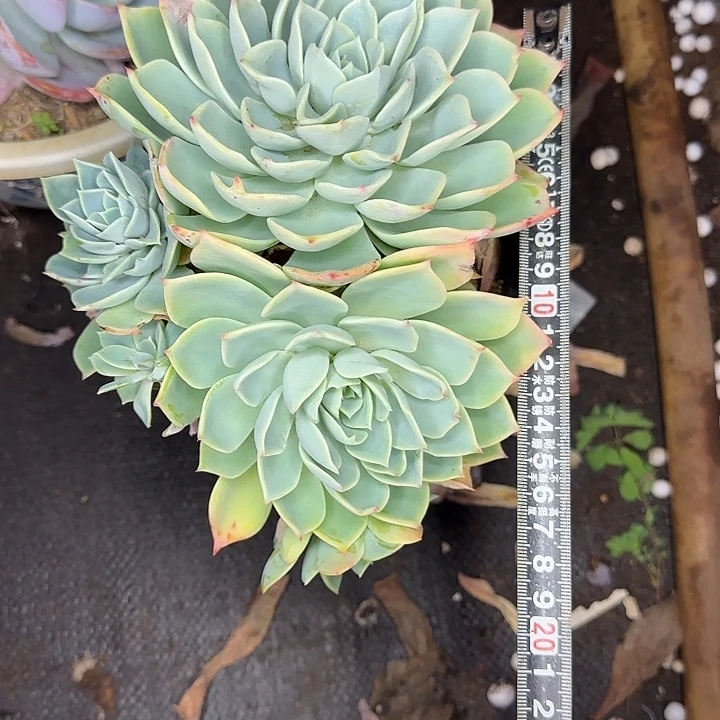 甜***歌多肉植物一物一拍三色堇493