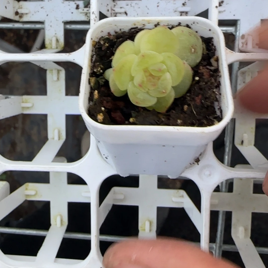 M***u2864 盆一个1床满25包邮