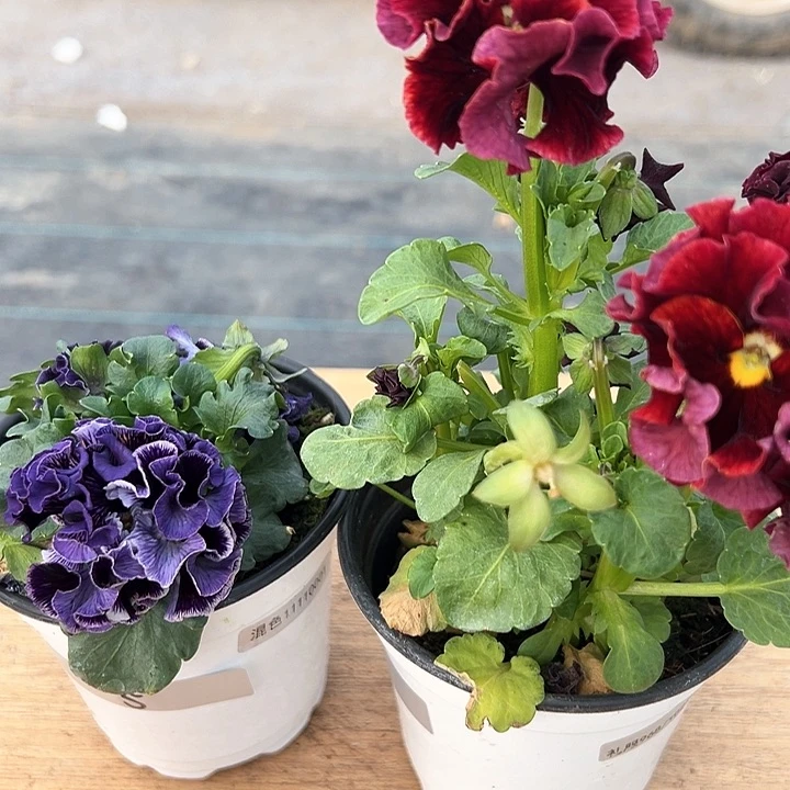 红陶抖音直播闪拍5-6