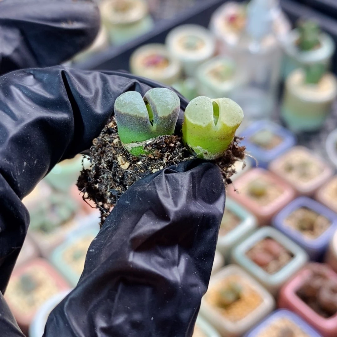 4395-一物一拍 极窗