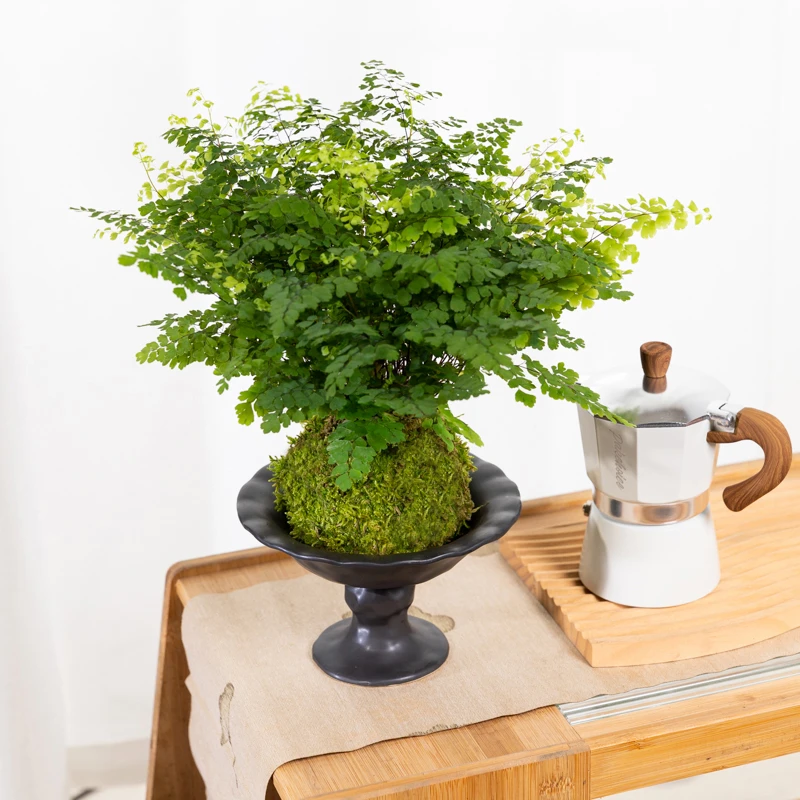 铁线蕨苔藓球水培植物室内客厅桌面中式盆栽净化空气常青绿植好养