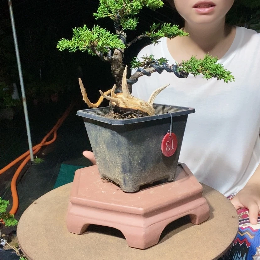 【闪购商品】无花朵盆景艺术