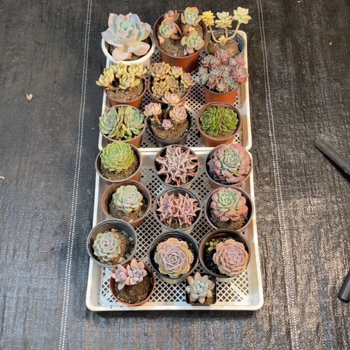 量拍20盆多肉不包断脱土发