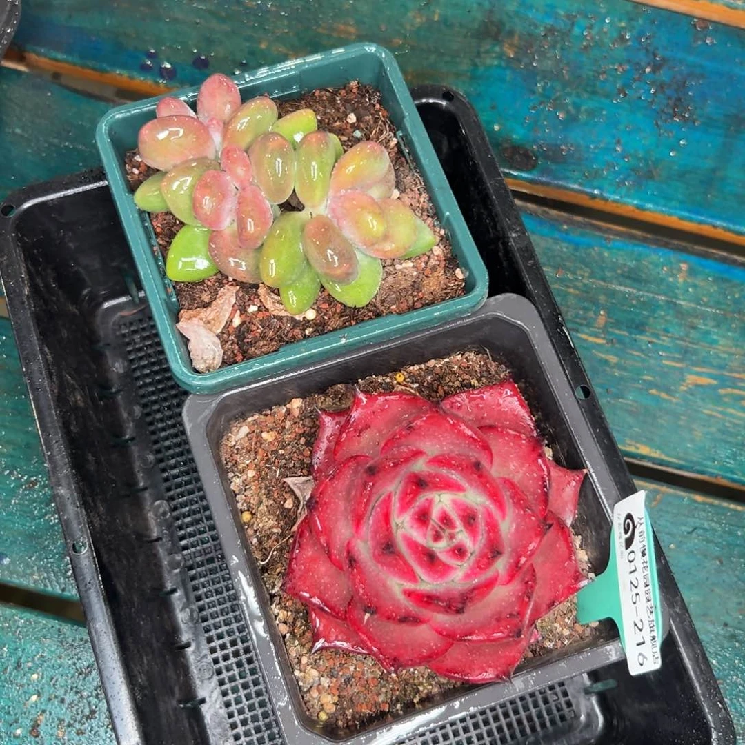 多肉一物一拍编号0125-216