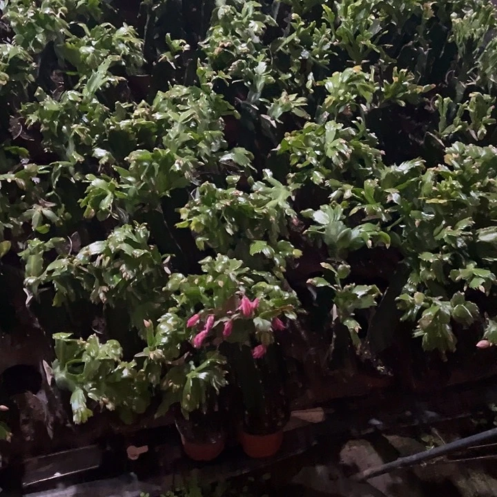 刮***乐074.073各两个叶片