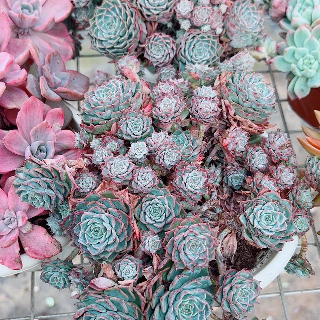 原始海滨格瑞带盆土精品