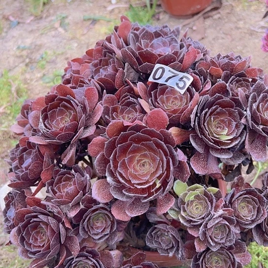善***意多肉植物一个黑魔