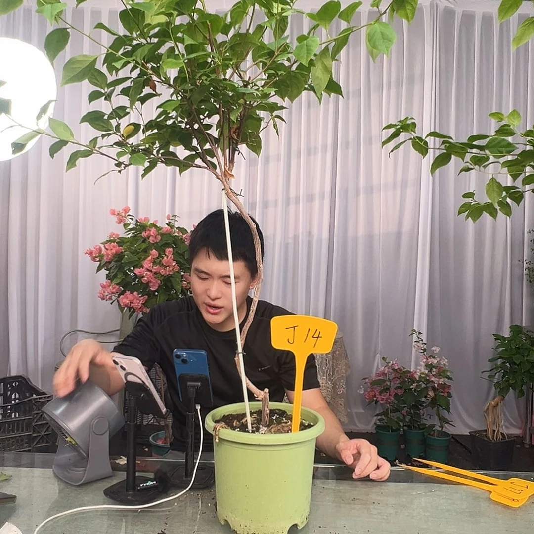无***姐大部分开放少量花苞J14苏瓦娜