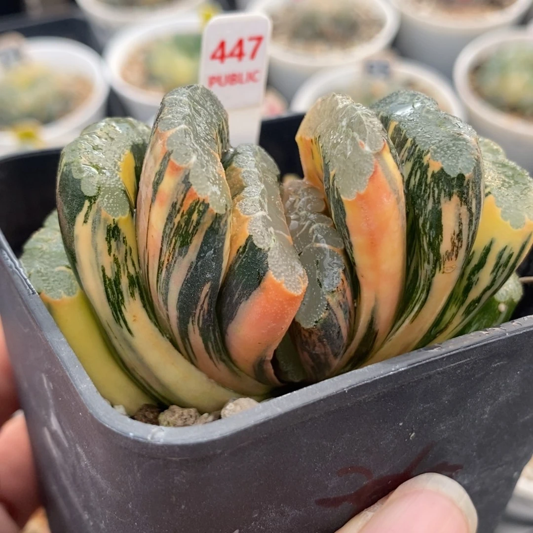 447赤斑玉扇锦一物一拍