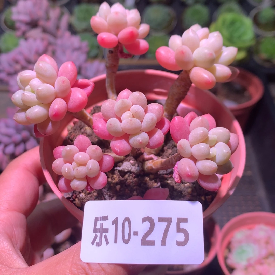 乐然10-275 达芙妮