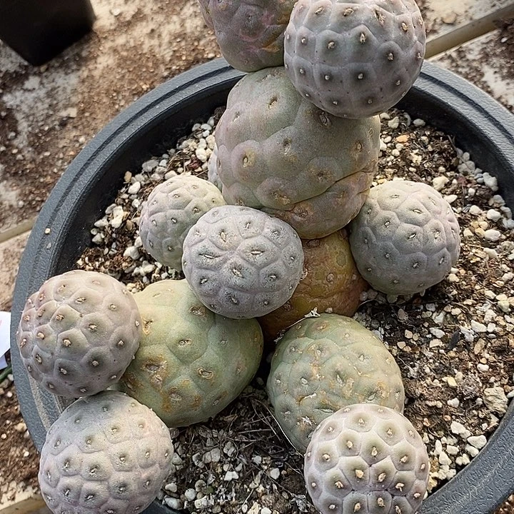 2833习志野大群。