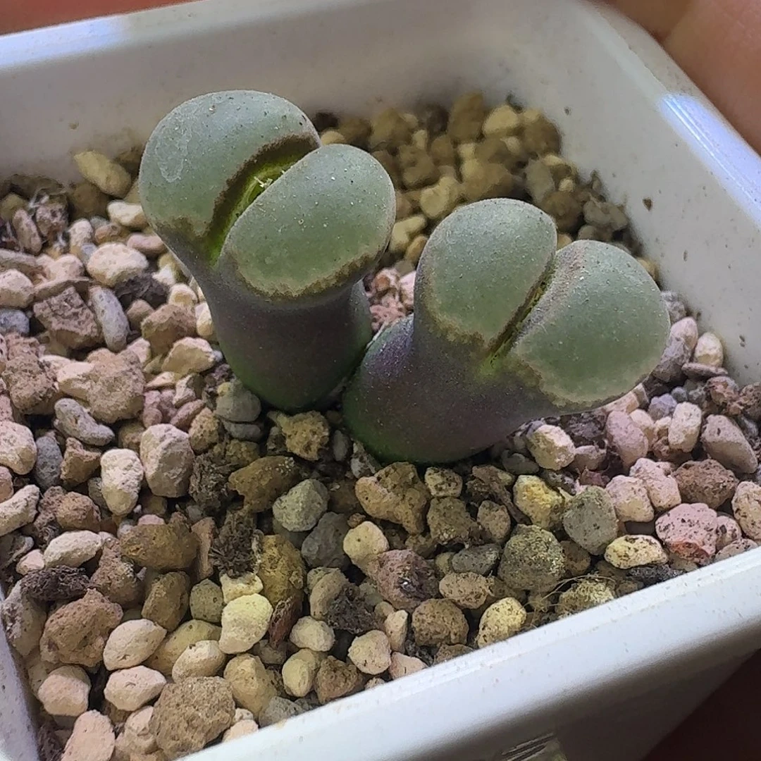 5号双头风铃一物一拍1.2 1.4