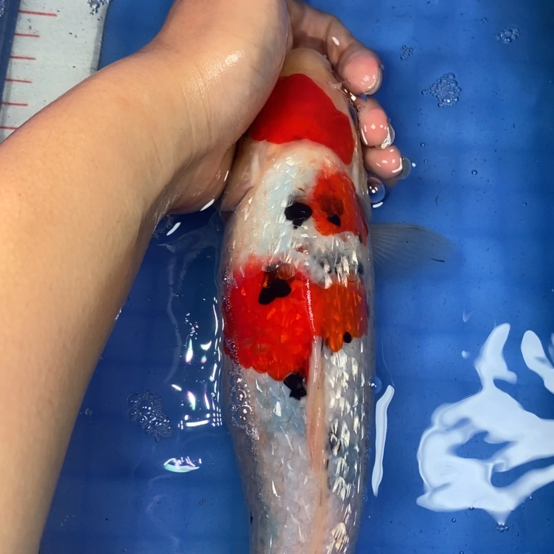 锦鲤冷水锦鲤包邮