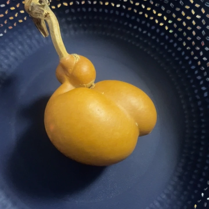 异形天裂小鸭子勒很