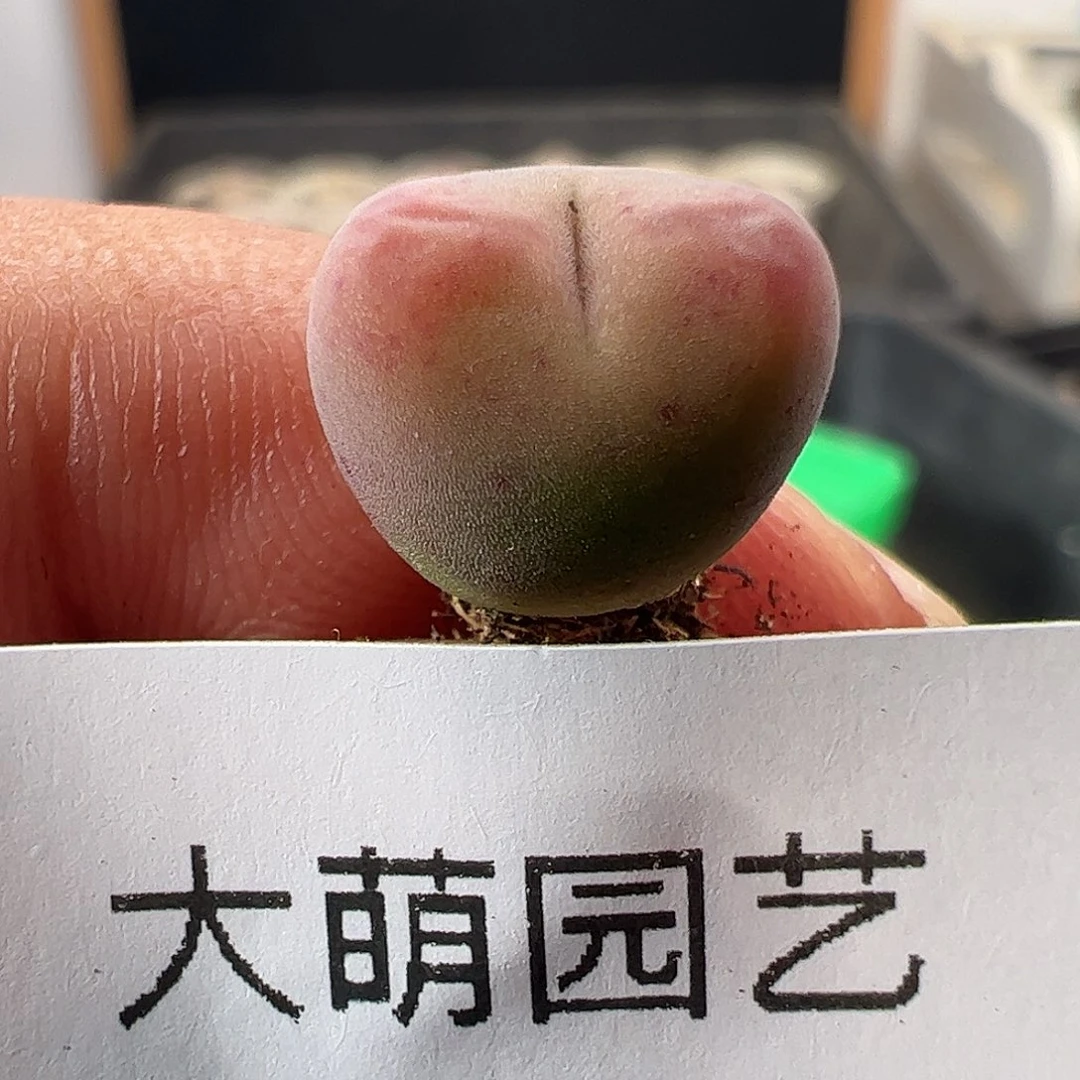 一物一拍杂交桃心。   230