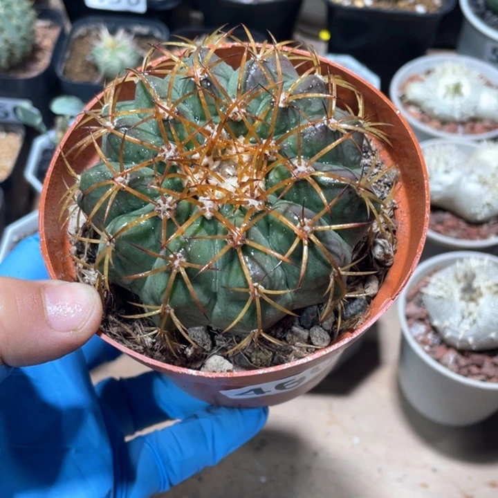 460实生狂刺圆盘玉