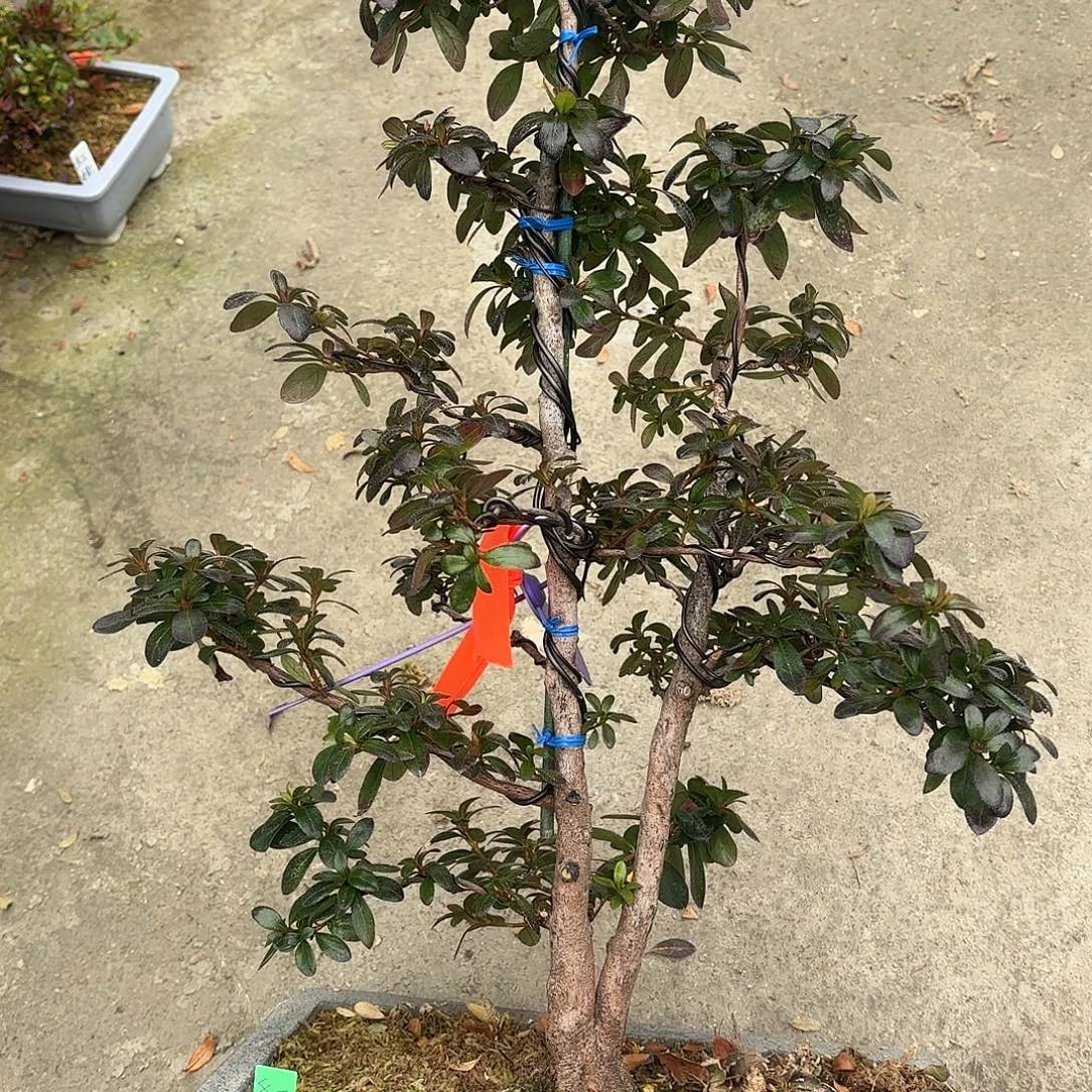 无花朵日本进口杜鹃红梅