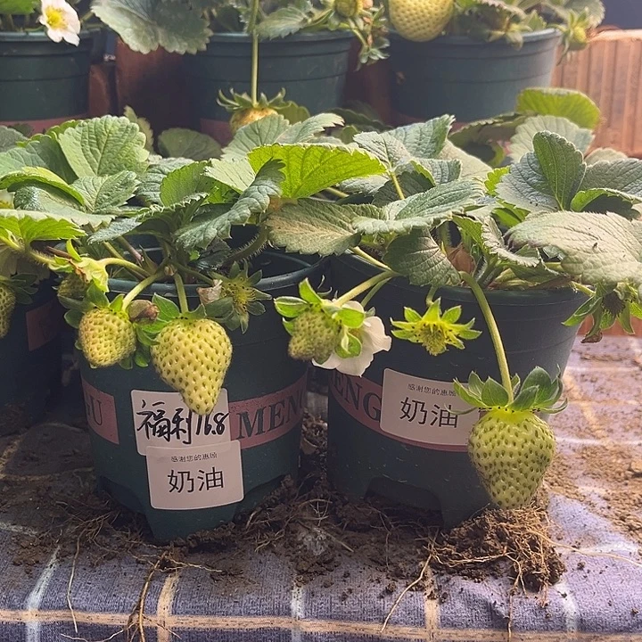 以实际为准加仑盆原盆原土