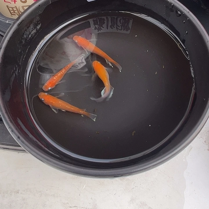 青鳉鱼赤壁4条19号