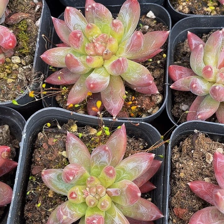 唐抓2.8带盆土发