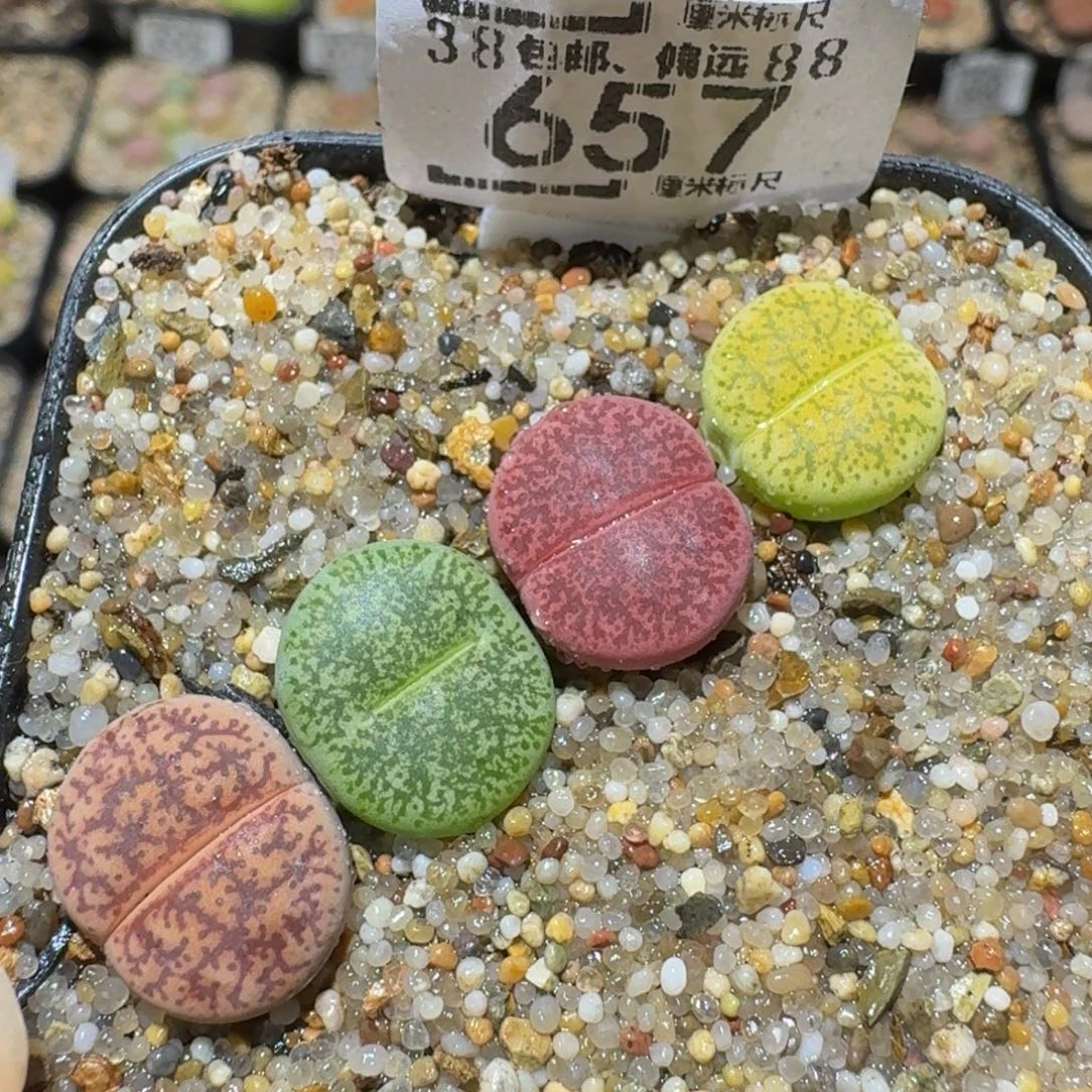 Ssss精品生石花657