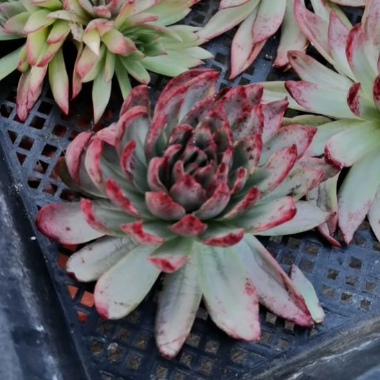 吉赛尔超白锦东云家里的