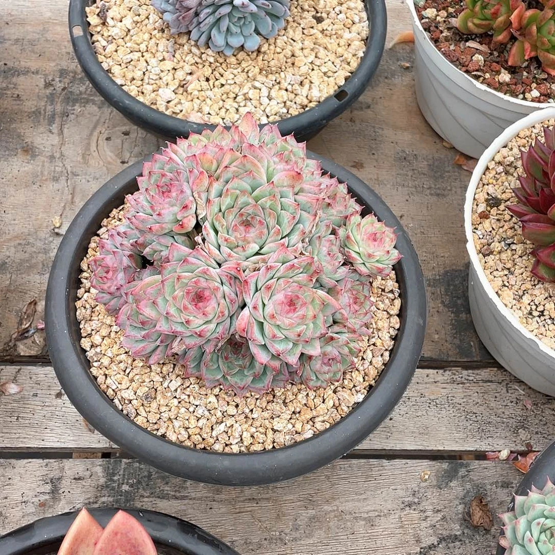 多肉植物一物一拍