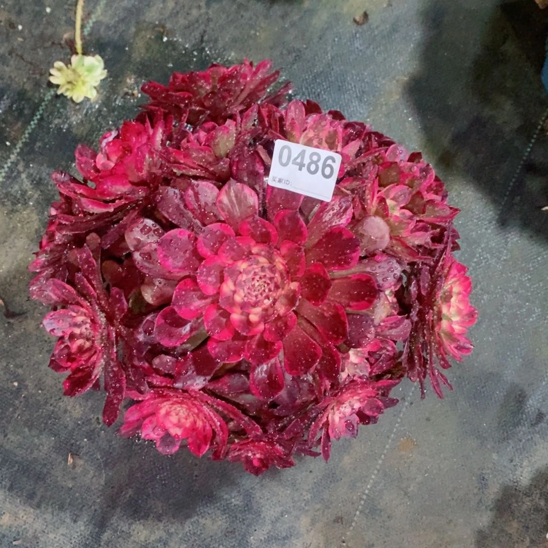烟花486多肉1111