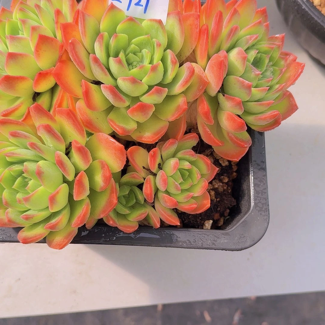 2921翠鸟多肉植物